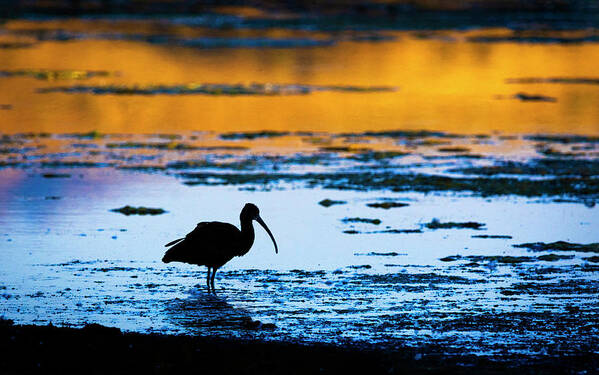 White Faced Ibis Art Print featuring the photograph White Faced Ibis Silhouette by Rick Mosher