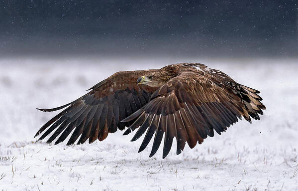 Eagles Art Print featuring the photograph White-tailed Eagle Take Off by Xavier Ortega