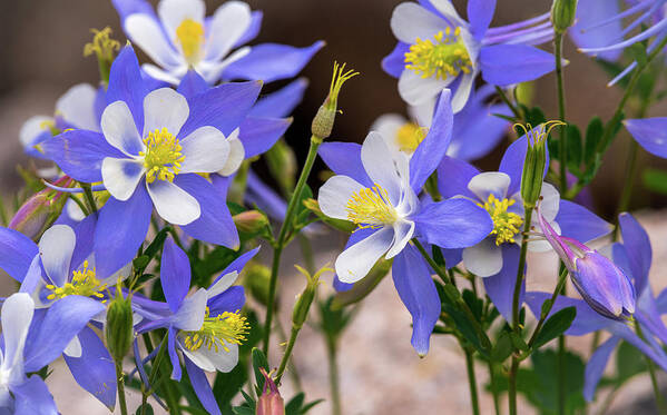 Wildflowers Art Print featuring the photograph Wild Columbine by Gary Kochel