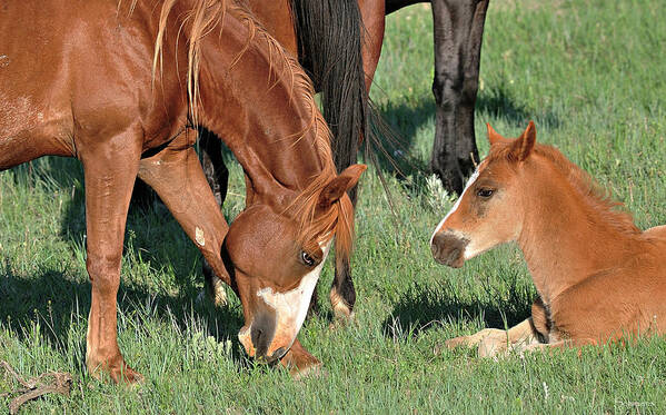 Horse And Foal Art Print featuring the photograph Wildhorses_22 by Gordon Semmens
