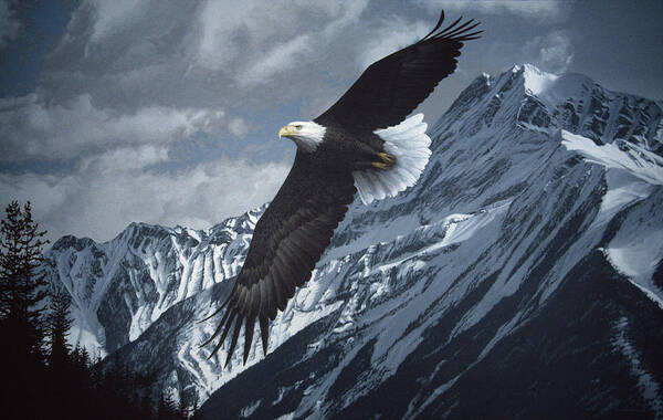 An Eagle Soaring Over The Snow Covered Mtns Art Print featuring the painting Wings Over Winter by Ron Parker