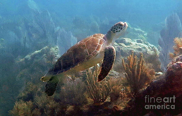 Underwater Art Print featuring the photograph Young Green Sea Turtle by Daryl Duda