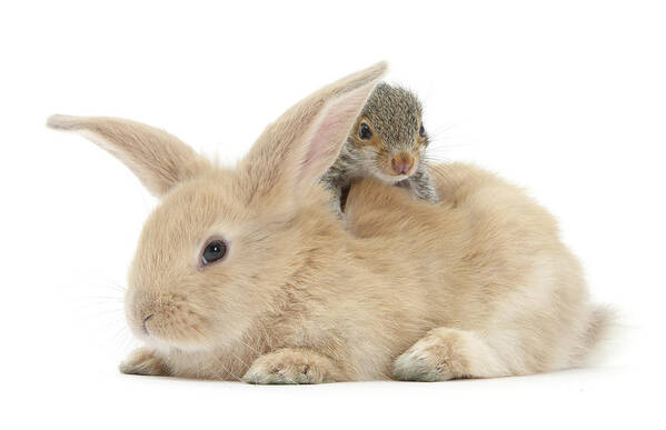 Adorable Art Print featuring the photograph Young Grey Squirrel And Sandy Rabbit by Mark Taylor