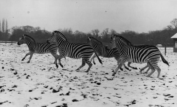 Alertness Art Print featuring the photograph Zebras In The Snow by Fox Photos