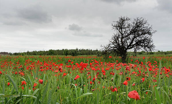 Poppy Anemone Art Print featuring the photograph Field full of red beautiful poppy anemone flowers and a lonely dry tree. Spring time, spring landscape Cyprus. by Michalakis Ppalis