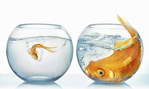 White Background Art Print featuring the photograph Large and small goldfish #1 by Gandee Vasan