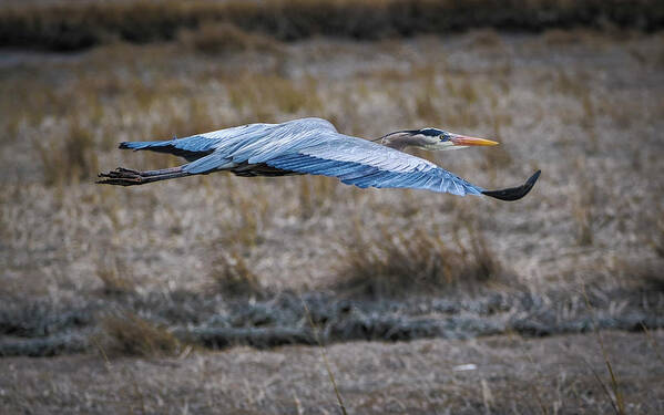 Great Blue Heron Art Print featuring the photograph Take Flight #1 by David Kay