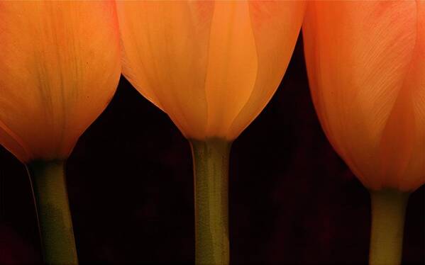 Macro Art Print featuring the photograph 3 Tulips by Julie Powell