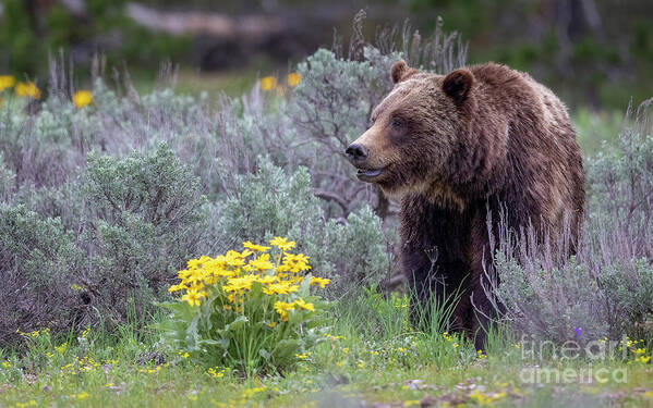 Grizzly 399 Tetons Art Print featuring the photograph 399 by Rudy Viereckl