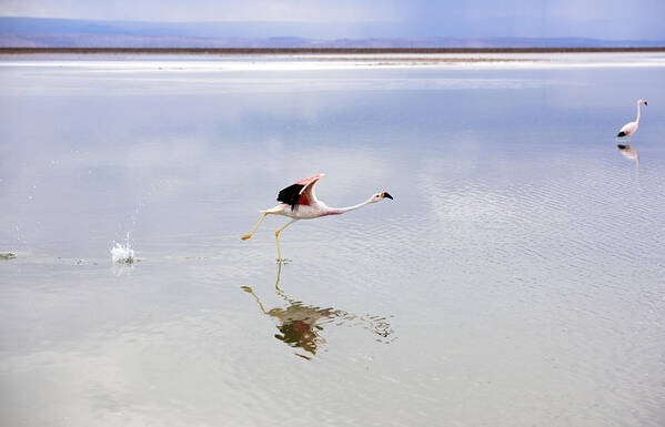 Non-urban Scene Art Print featuring the photograph Two greater flamingos at Laguna Chaxa, Los Flamencos National Reserve, Chile #4 by Feifei Cui-Paoluzzo