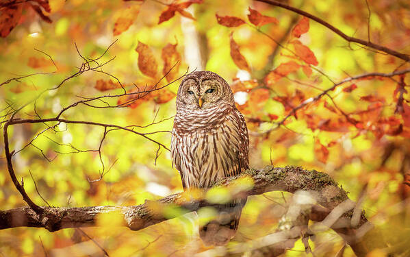 Barred Owl Art Print featuring the photograph Autumn Bliss by Jordan Hill