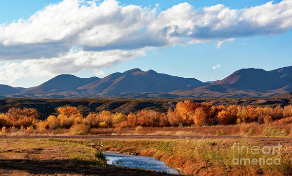 New Mexico Art Print featuring the photograph Autumn Bosque del Apache by Neala McCarten