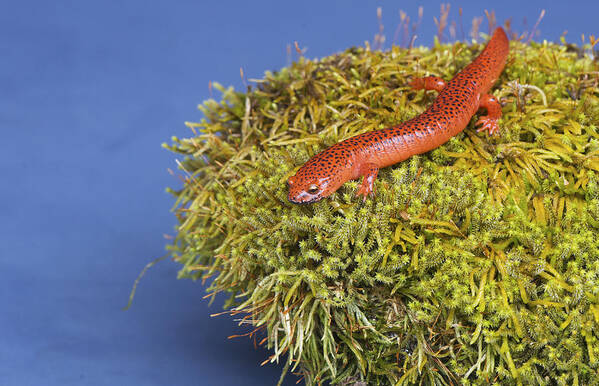 East Art Print featuring the photograph Black lipped Salamander sitting on a moss covered rock. by Betty4240