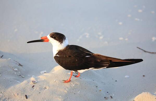 Black Skimmers Art Print featuring the photograph Black Skimmer by Mingming Jiang