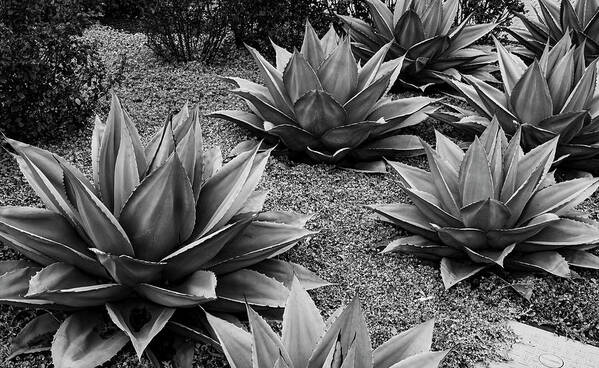 Black And White Art Print featuring the photograph Blue Agave by Peyton Vaughn