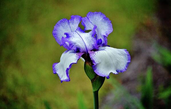 Iris Art Print featuring the photograph Blue And White Iris by Cynthia Guinn