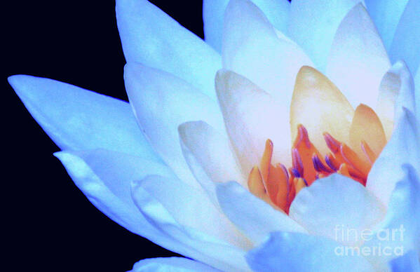 Water Lily; Water Lilies; Lily; Lilies; Flowers; Flower; Floral; Flora; Orange; Blue Water Lily; Blue Flowers; Black; Pink; Digital Art; Photography; Painting; Simple; Decorative; Décor; Macro; Close-up Art Print featuring the digital art Blue Lily Close-up by Tina Uihlein