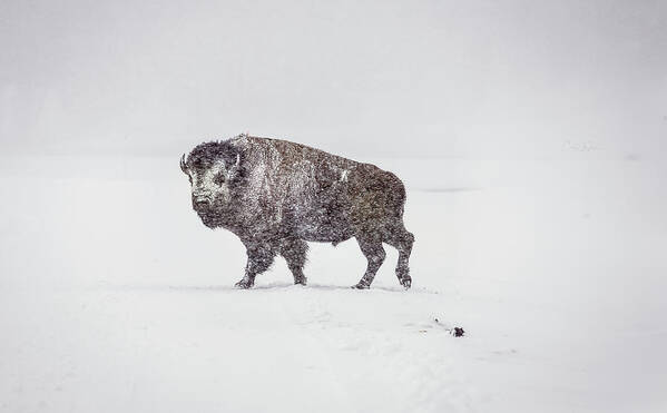 Buffalo Art Print featuring the photograph Buffalo in Yellowstone Winter by Craig J Satterlee