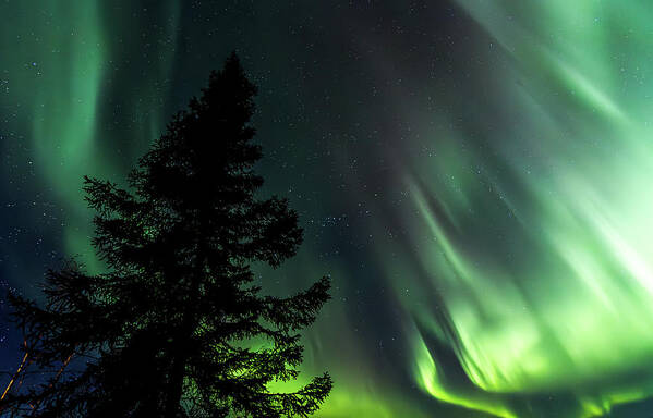 Aurora Art Print featuring the photograph Night's Neon Whisper to the Sentinel Pine by Kyle Lavey