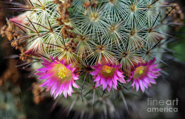 Cactus Art Print featuring the photograph Cactus Flowers by Seth Betterly