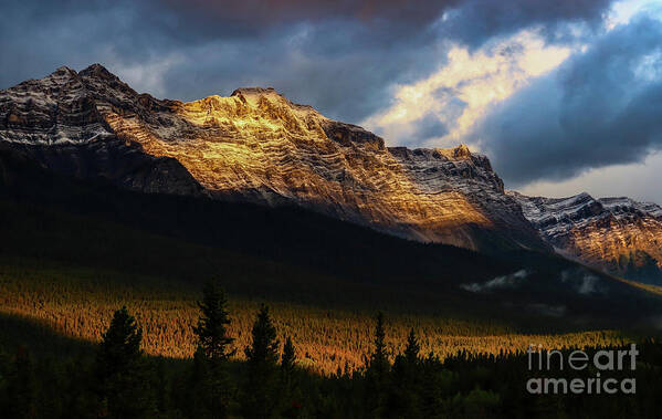 Landscape Art Print featuring the photograph Canadian Gold by Seth Betterly