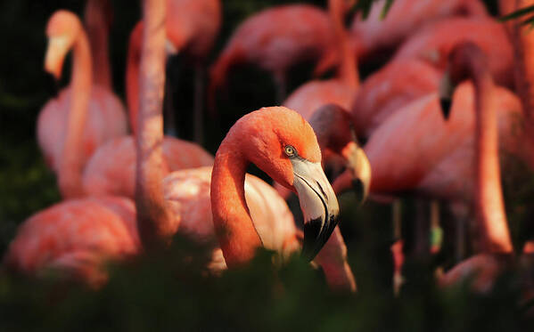 American Flamingo Art Print featuring the photograph Head american flamingo, Phoenicopterus ruber, from bushes by Vaclav Sonnek