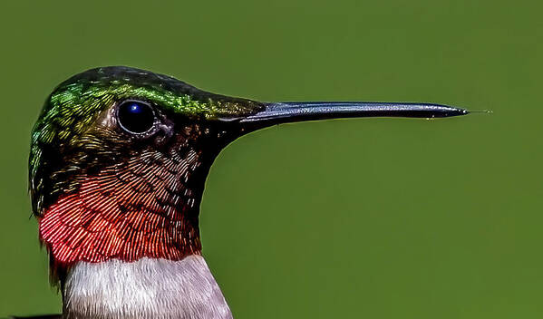 Animal Art Print featuring the photograph Closeup Hummingbird by Brian Shoemaker