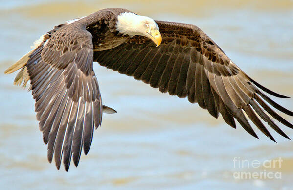 Conowingo Art Print featuring the photograph Conowingo Dam Eagle Hovering Crop by Adam Jewell