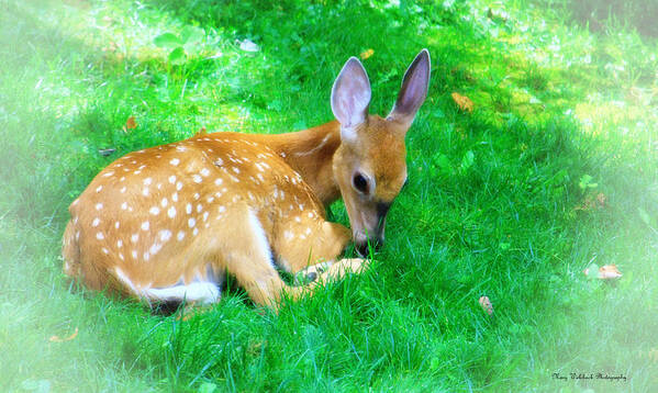 Nature Wildlife Fawn Art Print featuring the photograph Cozy Fawn by Mary Walchuck