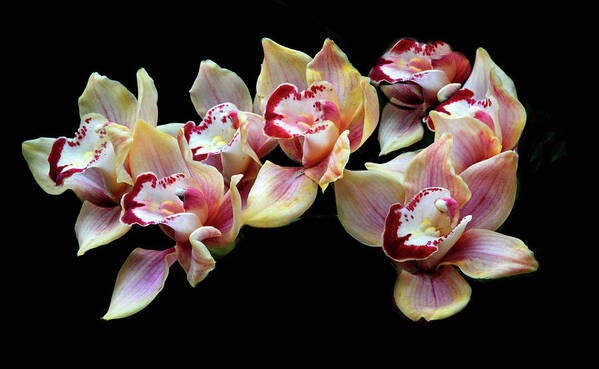 Orchids Art Print featuring the photograph Cymbidium Delight by Jessica Jenney