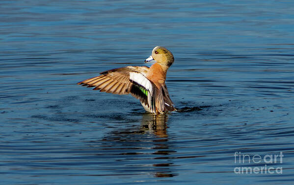 Wigeon Art Print featuring the photograph Dancing Wigeon by Nick Boren