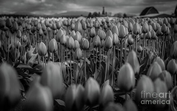 Tulips Art Print featuring the photograph Dark yet Beautiful by Dheeraj Mutha