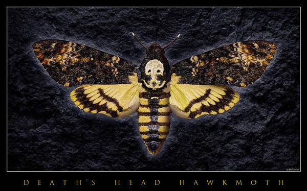 Death's-head Hawkmoth Art Print featuring the photograph Deaths Head Hawk Moth Framed Version by Weston Westmoreland