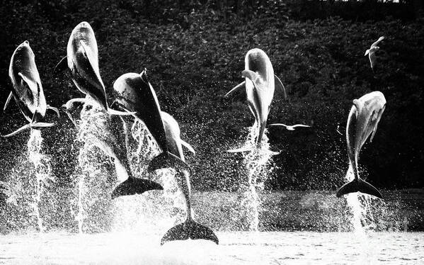 Nassau Art Print featuring the photograph Dolphin Dance by Wilko van de Kamp Fine Photo Art