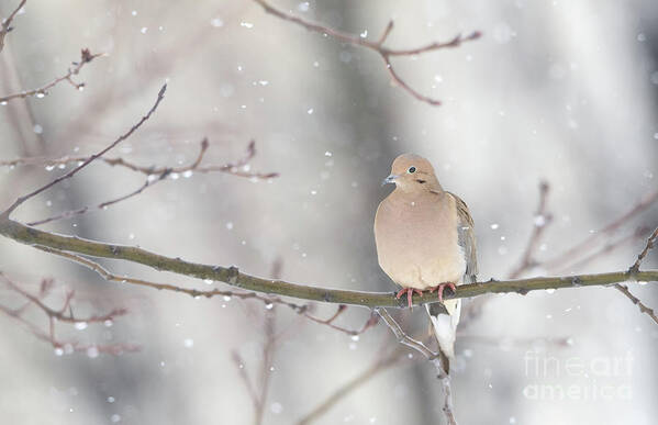 White Christmas Art Print featuring the photograph Dove In The Snow by Rehna George