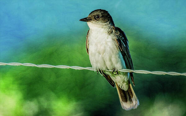 Eastern Kingbird Art Print featuring the photograph Eastern Kingbird, Cades Cove by Marcy Wielfaert