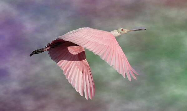 Roseate Spoonbill Art Print featuring the photograph Fantasy World by Mingming Jiang
