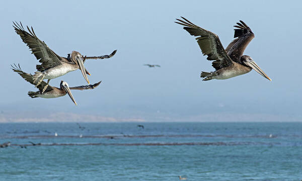 Pelican Art Print featuring the photograph Flight of the Pelicans by Sue Cullumber