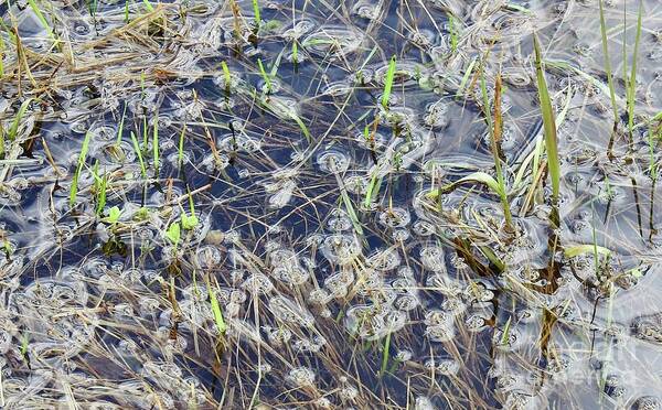Grasses And Weeds Submerged Art Print featuring the photograph Flood puddles by Nicola Finch