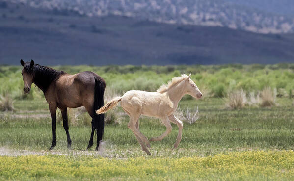 Eastern Sierra Art Print featuring the photograph Frisky Foal by Cheryl Strahl