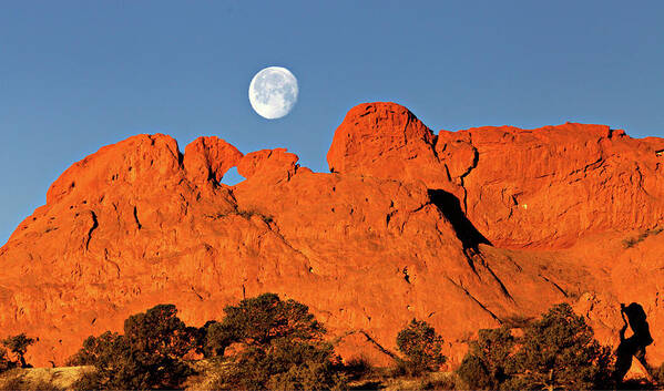 Moonset Art Print featuring the photograph Full Moon Kissing Camels by Bob Falcone