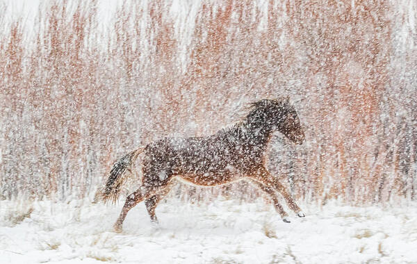 Nevada Art Print featuring the photograph Galloping in the Snow by Marc Crumpler