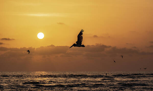 Pelican Art Print featuring the photograph Golden Hour at Blind Pass by Edward Saternus