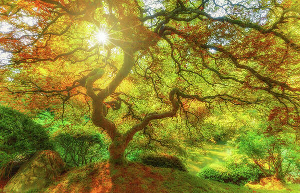 Trees Art Print featuring the photograph Good Morning Sunshine by Darren White