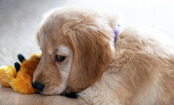 Baby Art Print featuring the photograph Gracie The Golden Retriever Pup by Phil And Karen Rispin