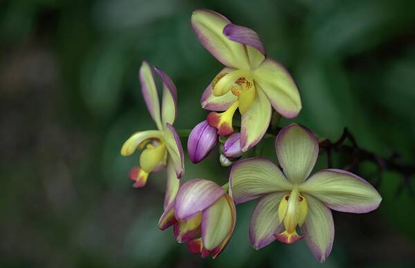 Ground Orchid Art Print featuring the photograph Ground Orchid Mellow Yellow by Heidi Fickinger
