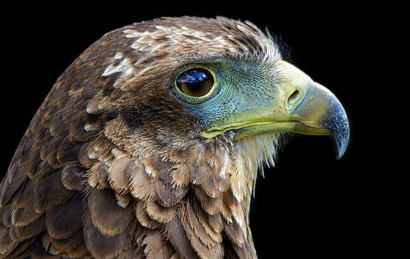 Harris's Hawk Art Print featuring the photograph Harris's Hawk portrait by Gareth Parkes