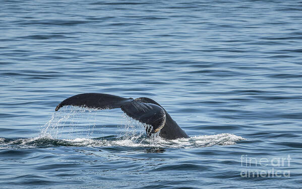 Whale Art Print featuring the photograph Humpback Whale Tail 5 by Lorraine Cosgrove