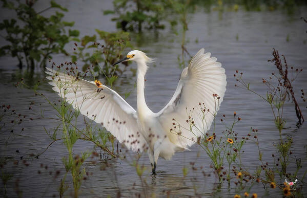 Wings Art Print featuring the photograph I Am Fabulous by Pam Rendall