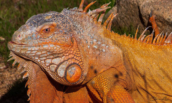 Iguana At Out Of Africa Fstop101 Art Print featuring the photograph Iguana by Geno Lee